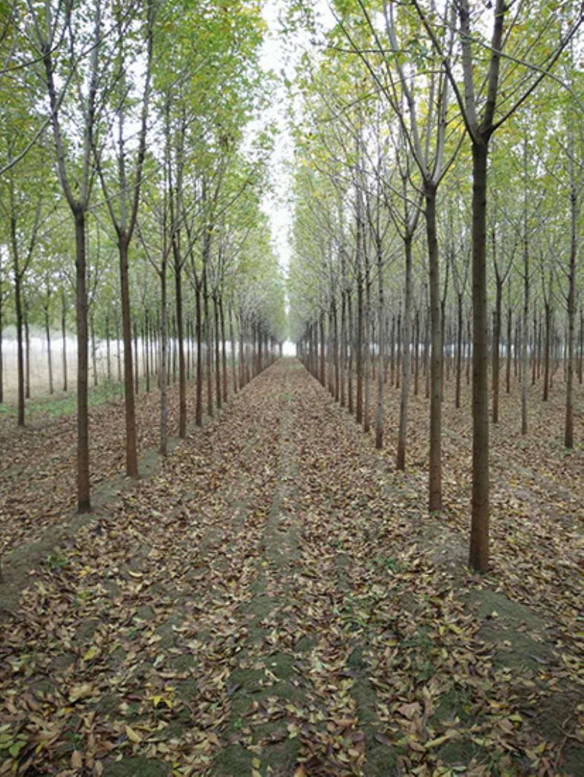 點擊查看詳細(xì)信息<br>標(biāo)題：白蠟 閱讀次數(shù)：3203